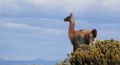 0626-dag-27-063-Porvenir Bahia Inutil guanaco